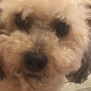 Meet your Posher, Maryrose